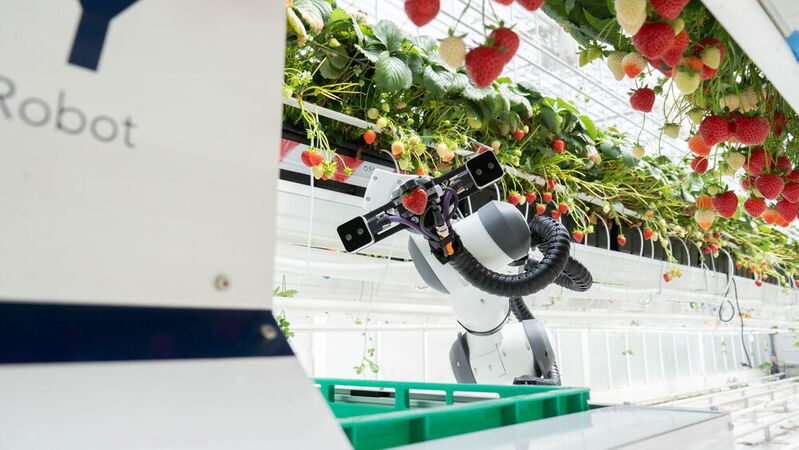 Der Ernteroboter Berry kann bis zu 20 Kilo Erdbeeren zwischenlagern, während er sich autonom durch das Gewächshaus bewegt. 