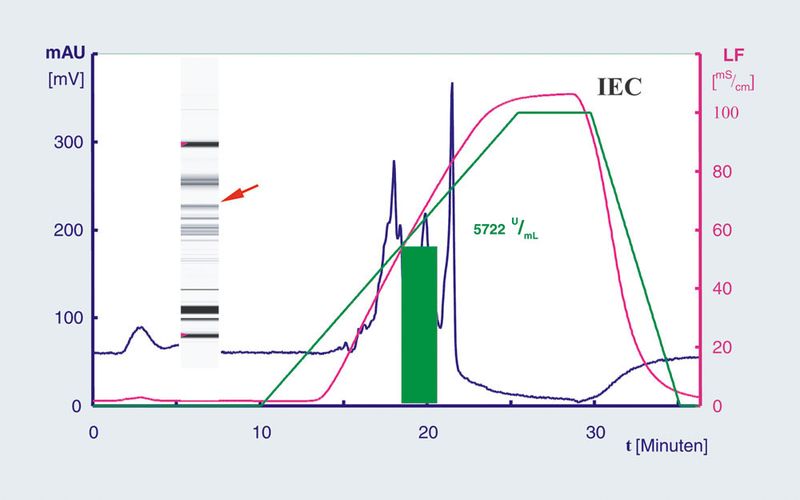 Abb.3b: Ionenaustauschchromatographie (IEC) der  -Galaktosidase, Eluat der SEC  Stationäre Phase: TSKgel Bioassist Q 10 µm; Säule: 4,6 mm x 75  mm Eluent A: 0,02M Imidazol pH 6,8 + 1 mL/L Mercaptoethanol ;  Eluent B: 0,02 M Imidazol pH 6,8 + 1 M NaCl + 1 mL/L Mercaptoethanol;  Gradient : 0 – 10 min 0 % B, 10 – 25 min 100 % B, 25 –  35 min 100 % B, 35 – 38min 0 % B; Flussrate: 1 mL/min ; Detektion:  280 nm; Druck: 36 bar; Temperatur: RT; Injektion: 0,5 mL  (Protein: 0,01435 mg/mL; Aktivität: 8352 U/mL) (Archiv: Vogel Business Media)