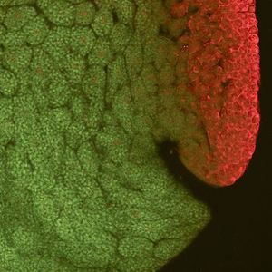 Verteilung des Serotonins (rot) in einem zehn Stunden alten Froschembryo 