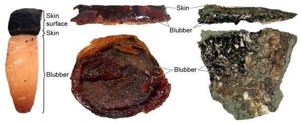 Comparison between artificially matured modern porpoise integument and fossil ichthyosaur blubber. To the left, cross-section through porpoise skin and blubber before decay experiments. In the centre, side (top) and internal (bottom) views of heat- and pressure-treated porpoise integument (note severe reduction of the blubber layer). To the right, side (top) and internal (bottom) views of fossilized ichthyosaur skin and blubber. (Johan Lindgren and Martin Jarenmark)
