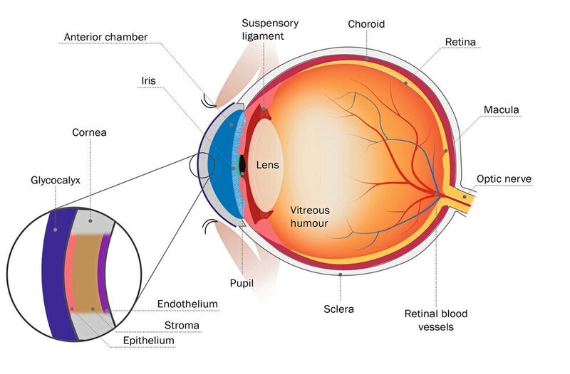Abb.2: Aufbau des menschlichen Auges mit den verschiedenen „Barrieren“