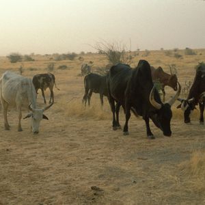 ((c) Julia Krohmer, Senckenberg)