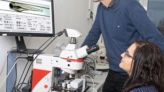 Ökotoxikologen nutzen ein VAST-System zur automatisierten Bildaufnahme von Fischembryonen. (Bodo Tiedemann)