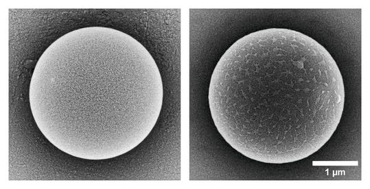Zwei Mikroplastikpartikel verschiedener Hersteller, die in der Bayreuther Studie untersucht wurden. Obwohl diese Partikel nominell identisch sein sollen, unterscheiden sie sich deutlich voneinander. Das beeinflusst, wie die Partikel mit Zellen interagieren.(Bild:  Universität Bayreuth)