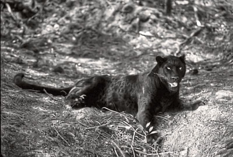 Bild 4: Restaurierte Szene (Bild 3) mit einem Peak-Signal-Rausch-Verhältnis (PSNR) von 28,14.  (Thomas Pock/TU Graz)