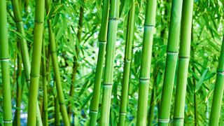 Wegen seines schnellen Wachstums ist Bambus ein sehr guter nachhaltiger Baustoff.  (©Pixelot - stock.adobe.com)