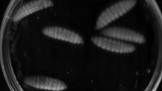 Die Insektenlarven wurden mit P. asymbiotica infiziert (Ausschnitt) .... (Bild: Ralf Heermann, LMU)