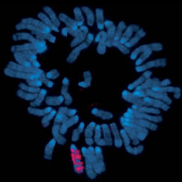 Chromosomen einer Mauszelle. Rot ist Xist-RNA auf einem inaktivierten X-Chromosom sichtbar (mikroskopische Aufnahme). (Bild: Ng K et al. EMBO Reports 2007, 8: 34)