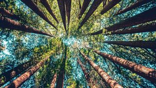 Um sich mit Wasser zu versorgen, saugen Bäume und Pflanzen es mit Unterdruck aus dem Boden. (Bild: gemeinfrei, Casey Horner)