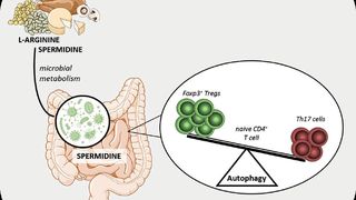 Die Ernährung hat Einfluss auf das Gleichgewicht der regulatorischen Immunzellen im Darm. (Bild: Guilhermina M. Carriche (Universitätsmedizin Mainz))