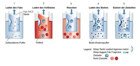 Abb. 3: Schematischer Prozessablauf der TACS-Technologie: 1– Laden der FAB-Fragmente; 2 – Laden des Vollblutes mit Bindung der Zielzellen an den FAB-Fragmenten; 3 – Auswaschen der unerwünschten Restzellen; 4 – Laden des Biotin; 5 – Elution der Zielzellen.(Bild:  Cell.Copedia GmbH)