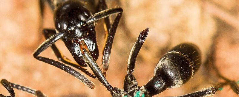 Eine Matabele-Ameise behandelt die Wunde einer Artgenossin mit einer antimikrobiellen Substanz.