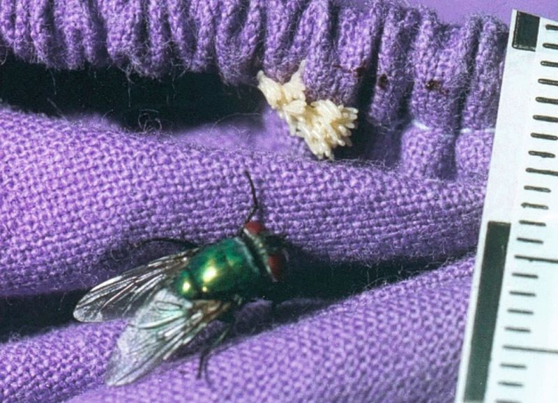 Abb. 2: Eine grüne Schmeißfliege hat soeben ein Eipaket (Geschmeiß) an einem Betttuch abgelegt, in dem eine Leiche eingewickelt ist. (Bild: benecke.com)