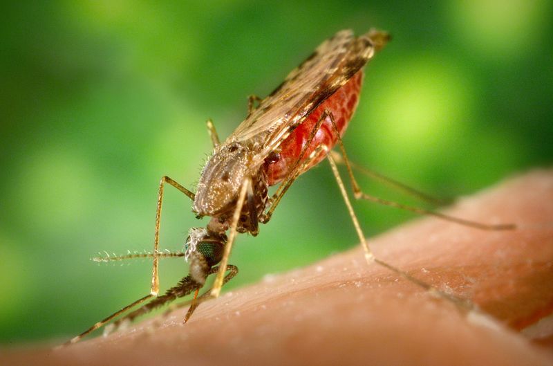 Die Anopheles-Mücke überträgt den Plasmodium-Parasiten, der Malaria verursacht. (Bild: CDC/James Gathany)