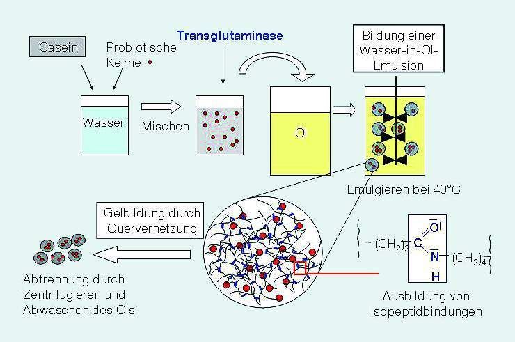 Abb. 2: Prinzip der Mikroverkapselung von probiotischen Keimen mit dem Zwischenschritt der enzymatischen Gelbildung. (Archiv: Vogel Business Media)