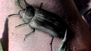 3D-Rekonstruktion von „Ponomarenkia belmonthensis“  (Evgeny V. Yan/FSU Jena)