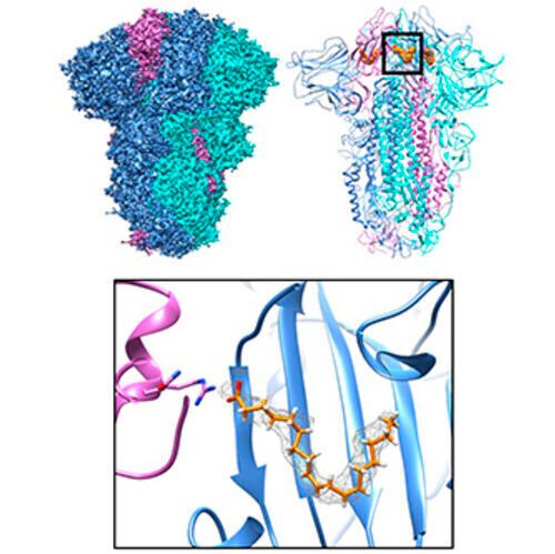 Spike glycoprotein structure of Sars-Cov, the coronavirus causing the 2002 outbreak. When linoleic acid is bound, the structure is locked in a non-infectious form. The cryo-EM density, calculated by cloud computing, is shown (left) along with the protein structure (middle). Linoleic acid molecules are colored in orange. A zoom-in of the pocket (boxed), conserved in all deadly coronaviruses, is shown. Spike glycoprotein structure of Sars-Cov, the coronavirus causing the 2002 outbreak. When linoleic acid is bound, the structure is locked in a non-infectious form. The cryo-EM density, calculated by cloud computing, is shown (left) along with the protein structure (middle). Linoleic acid molecules are colored in orange. A zoom-in of the pocket (boxed), conserved in all deadly coronaviruses, is shown.
