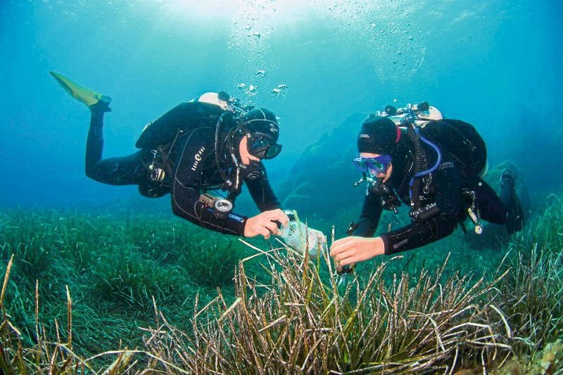 Taucher sammeln Blätter des Neptungrases (Posidonia oceanica) in der Bucht von Calvi auf Korsika. (Christian Jogler)