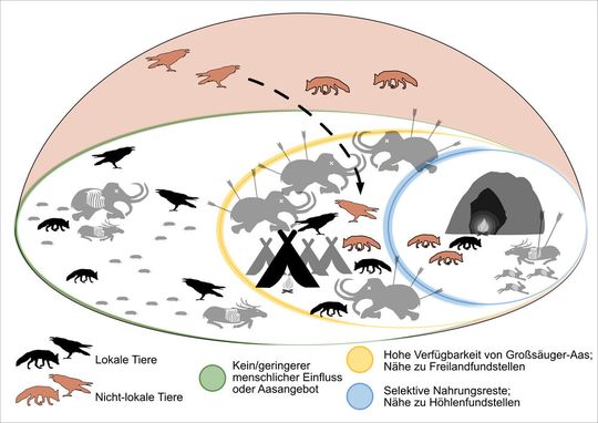 Herausbildung einer synanthropischen Nische für Raben und andere Tiere in der unmittelbaren Nachbarschaft zu eiszeitlichen Menschen vor ca. 30.000 Jahren.(Bild:  Chris Baumann)