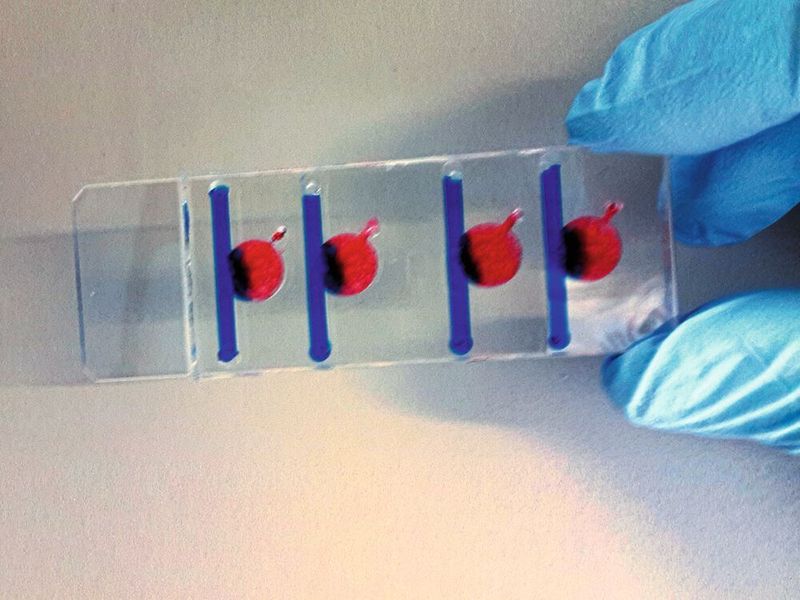 Der Biochip: Kleines Design mit großer Wirkung. In jeder der vier Kammern können unterschiedliche Wachstumsbedingungen, die großen Einfluss auf die Anzucht künstlicher Gefäße haben, erzeugt werden. (TU Wien)