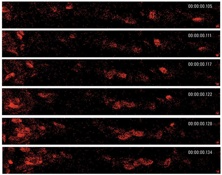 Abb.2: Zebrafischembryo, der das Fluoreszenzprotein DsRed unter der Kontrolle eines blutzellenspezifischen Promoters exprimiert. Schnelle Bilderzeugung mit einem Resonanzscanner bei 167 Bildern pro Sekunde mit einer Auflösung von 512 x 64 Pixel. (Bild: Julien Vermot/IGBMC Imaging Center)