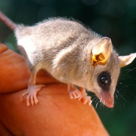 A mouse opossum (Gracilinanus agilis) lives near a dimishing forest at Limoy Biological Reserve, department of Alto Paraná, in eastern Paraguay.
