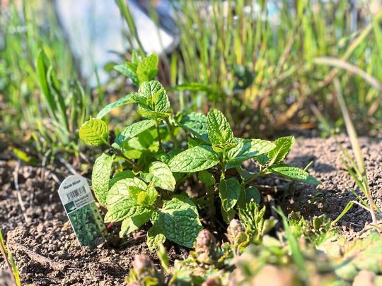Mit ihren ätherischen Ölen hält die Minze Unkraut fern – das darin enthaltene Menthon könnte Grundlage für umweltfreundliche Bioherbizide sein. Mit ihren ätherischen Ölen hält die Minze Unkraut fern – das darin enthaltene Menthon könnte Grundlage für umweltfreundliche Bioherbizide sein.