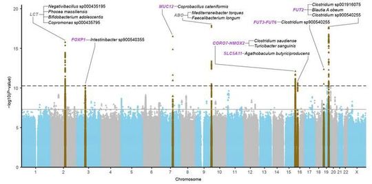 The figure depicts associations between genetic variants and 921 different bacterial species in the Swedish cohorts (n = 16,017). Each point represents a genetic variant, and the higher the point, the stronger the association. Genetic regions that have not previously been identified in similar genetic studies are shown in purple.(Source:  Tove Fall/ Uppsala University)