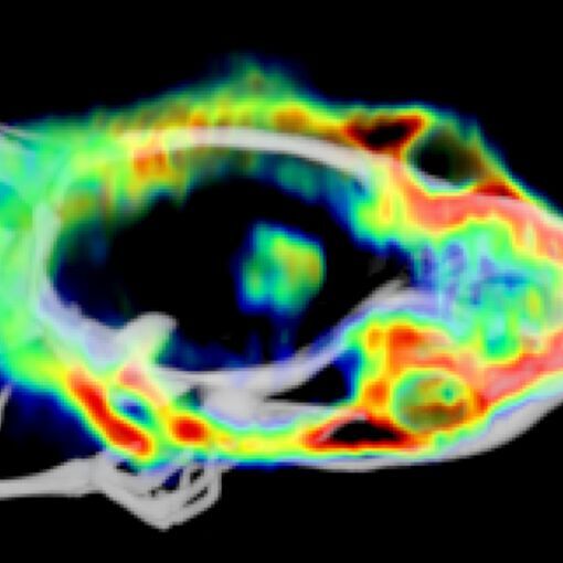 Fluorine-18-labelled folate Pet/CT 3D fusion image of a rat subject with a glioma visible in the central region of the brain.