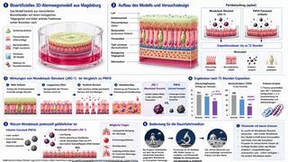 Das an der Universitätsmedizin Magdeburg entwickelte bioartifizielle 3D-Atemwegsmodell bildet die Schleimproduktion, den Schlag der Flimmerhärchen und die Barrierefunktion menschlicher Bronchien realitätsnah nach und dient als Testsystem für die Untersuchung möglicher Gesundheitsrisiken durch Mondstaub. (Bild: )