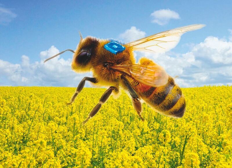Konzept eines bienengetragenen RFID-Sensors, der unterstützt durch eine miniaturisierte Batterie des Fraunhofer IZMs die Forschung zur Bienengesundheit vorantreiben soll.
 (Micro-Sensys GmbH)