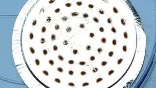 Abb. 1: Sammelprobe von Partikeln auf einem Aluminiumsubstrat (links) und Ausschnittsvergrößerung (rechts).  (Bild: Fraunhofer ILT)