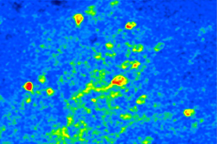 Karte der Düfte im Gehirn  Wie speichert das Gehirn gelernte Informationen? Dieser Frage sind Forschende des Friedrich-Miescher-Instituts für Biomedizinische Forschung nachgegangen. Sie trainierten Zebrafische, zwei Gerüche auseinanderzuhalten. Das Team maß dann die Aktivität in einer Hirnregion, die interne Geruchsdarstellungen formt.  Die Aktivitätsmuster im Zebrafischgehirn variierten jedes Mal, auch wenn die Fische denselben Geruch wahrnahmen. Dies spricht gegen die Hypothese, dass Gerüche als einzelne stabile Muster kodiert werden.  „Die Ergebnisse zeigen, dass Lernen weniger wie das Speichern jedes Geruchs in einer festen mentalen Schublade funktioniert, sondern eher wie das Umgestalten einer Karte, sodass wichtige Gerüche herausstechen“, erklärt Studienleiter Rainer Friedrich.  Im Bild ist die neuronale Aktivität im Vorderhirn eines Zebrafischs während Geruchsexposition dargestellt, gemittelt über drei Sekunden. Wärmere Farben zeigen stärkere Aktivität.    Hier geht‘s zur Originalmeldung Wissenschaftsbild des Tages vom 29.9.2026  (Bild: Hu, Temiz, et al., Nature Neuroscience)