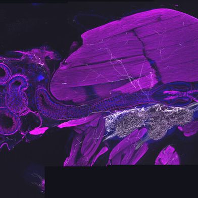 Querschnitt durch eine erwachsene Fliege: Die Octopamin-nutzenden Nervenzellen sind weiß dargestellt. Sie verlaufen vom zentralen Nervensystem zu verschiedenen Organen im Körper, darunter auch Muskeln (magenta). (Bild: Mareike Selcho/Universität Leipzig)