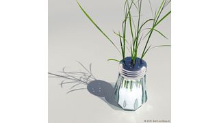 Eine Pflanze gedeiht auf Salz – das geht wesentlich besser, wenn sie über das Protein CC1 verfügt. (Barth van Rossum, FMP)