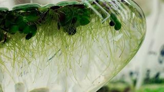 Wissenschaftler der Universität Jena haben gemeinsam mit Fachkollegen das Potenzial von Wasserlinsen für die Ernährung untersucht. (Jan-Peter Kasper/FSU)