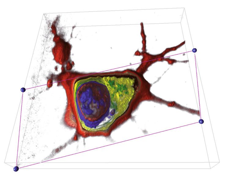Abb. 3: Eine tomographische Rekonstruktion des Zellinneren einer lebenden Nervenzelle. Die Farben präsentieren unterschiedliche Berechnungindizes: Zellmembrane (rot), Zellkern (blau), Zytoplasma (gelb). (Bild: Yann Cotte & Fatih Toy / EPFL)