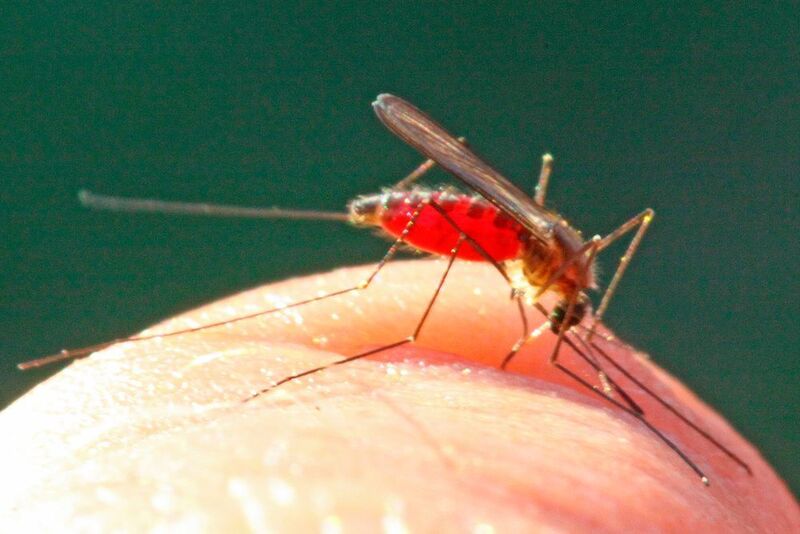 Anopheles-Mücken können Malaria-Erreger übertragen. (Becker )