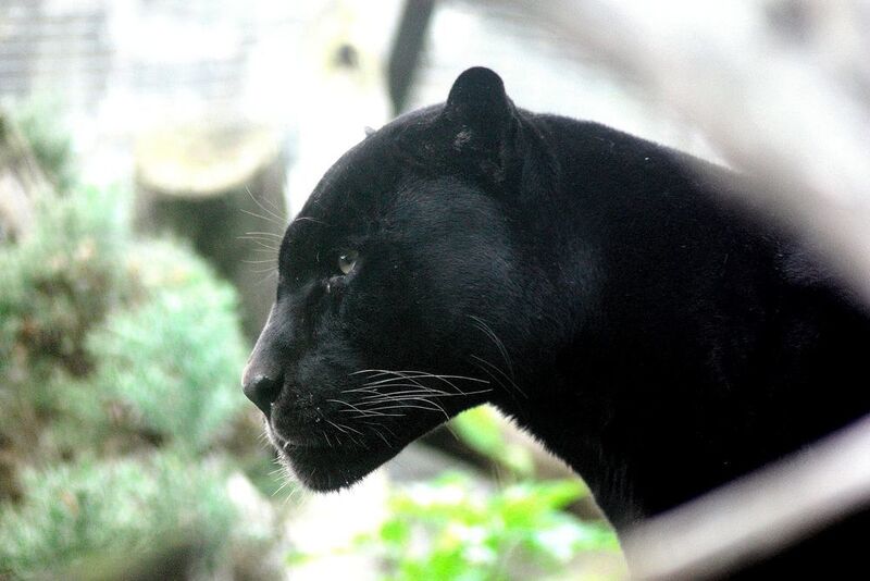 10. Panther-Überwachung – Ein Wildtierprojekt an einem Forschungsinstitut kam fast zum Erliegen, denn die Panther hatten die Flashchips ihrer Ortungshalsbänder beschädigt. Glücklicherweise konnten die wichtigen Daten zum Erhalt bedrohter Arten wiederhergestellt und das Projekt fortgesetzt werden. (Pixabay)