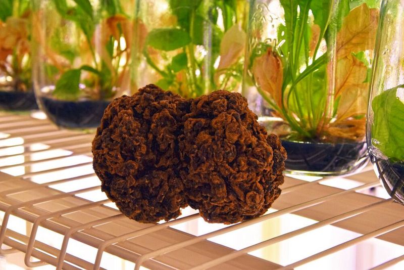 Der gewonnene Naturkautschuk ist bräunlich und sieht einem Schwamm ähnlich.  (Bild: WWU - Kathrin Nolte)