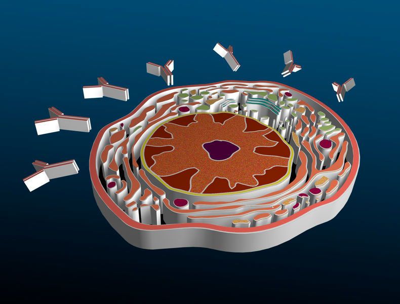 Querschnitt durch eine Plasmazelle (schematische Darstellung). Im Zytoplasma ist das reichlich vorhandene endoplasmatische Reticulum erkennbar, außerhalb der Zelle die produzierten Antikörper. (Bild: © IMP /IMBA)