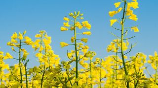 Brassinosteroide sind Wachstumshormone, die in allen Pflanzen vorkommen. Erstmals wurden die Steroidhormone 1979 aus Raps (Brassica napus) isoliert - daher leitet sich auch ihr Name ab. (Bild: A. Heddergott / TUM)