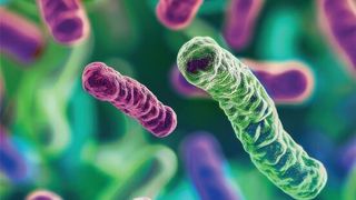 Electron microscope image of bacteria from an infant’s gut (Source: Liat Shenhav/ NYU Langone Health)