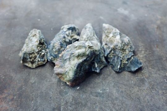 Oyster shells are a waste product of the food industry worldwide. They consist largely of clacium carbonate, i.e. lime.(Image: Hereon/Rabea Osol)