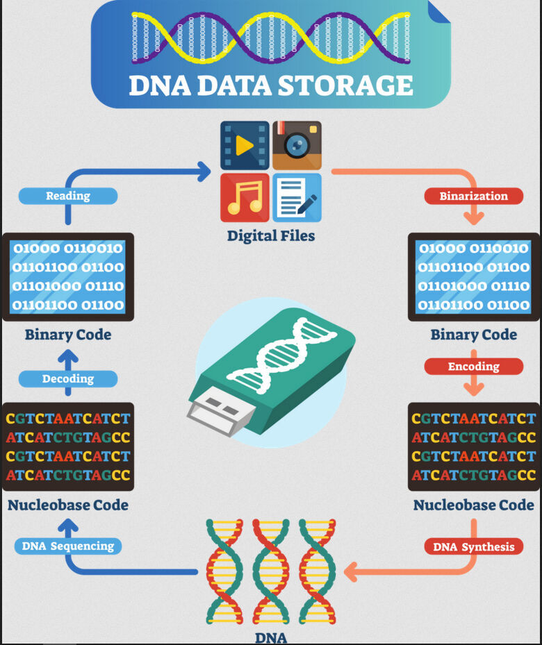 „Die DNA-Speicherung bezieht sich auf die Fähigkeit, eine digitale Datei, das heißt: die aus 1 und 0 bestehenden digitalen Bits, in einer synthetischen DANN, bestehend aus einer Abfolge von A-, C-, G- und T-Nukleobasen, zu speichern. Jede digitale Datei kann mit einer Folge von 1 und 0 dargestellt werden, die in eine Folge von Nukleobasen kodiert, also übersetzt, werden kann. An diesem Punkt findet die DNA-Synthese statt, und der entstehende DNA-Faden ist bereit, die Informationen für lange Zeit zu speichern.   Bei Bedarf wird die gespeicherte Information durch die DNA-Sequenzierung abgerufen, die eine Kette von Nukleobasen (A, C, G, T) zurückliefert. Der Prozess der Rückkehr in den digitalen Bereich wird Dekodierung genannt; kurz gesagt, der Dekodierungsalgorithmus baut die ursprüngliche digitale Datei wieder auf und stellt sicher, dass alle Sequenzierungsfehler behoben werden.“ 