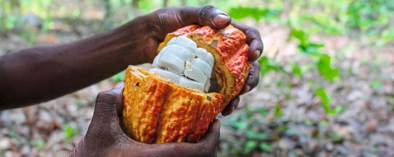 Bei der Herstellung von Schokolade könnte künftig die gesamte Frucht verwendet werden, statt nur Bohne und Pulpe (die weiße Hülle um die Bohnen).(Bild:  Koa, mit KI verändert)