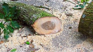 Aus Sägespänen lässt sich Biokraftstoff gewinnen. Den Weg dahin haben UDE-Forscher in Modellreaktionen optimiert (Symbolbild). (Bild: gemeinfrei, Pascalsch22)