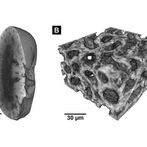 (Müller, Pfeiffer / TUM / reproduced with permission from PNAS)