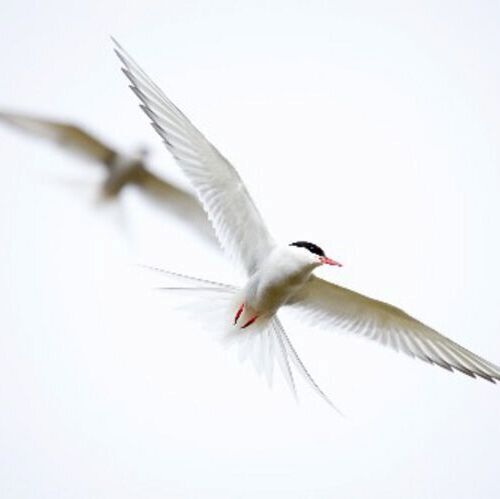 The Artic Tern in flight. 