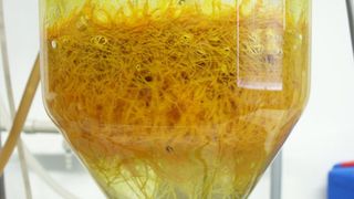 Blasensäule mit Hairy roots der Teufelskralle  (Bild: TU Dresden)